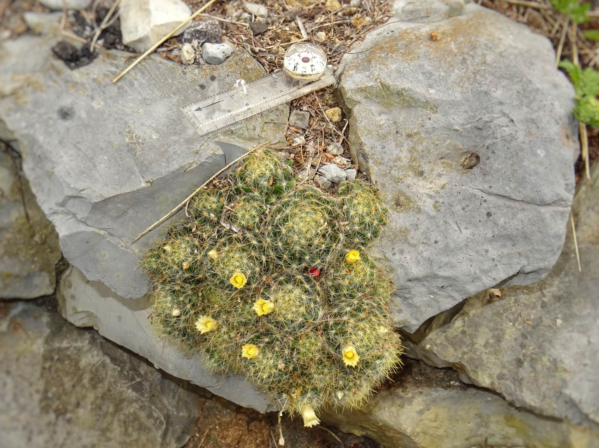 Mammillaria prolifera var. Texensis
